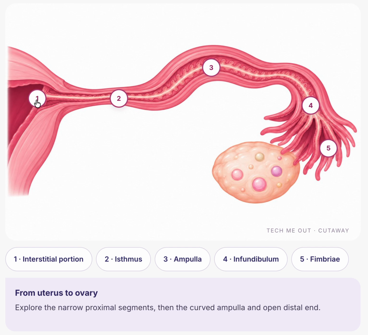 Screenshot from the actual GYN lesson preview